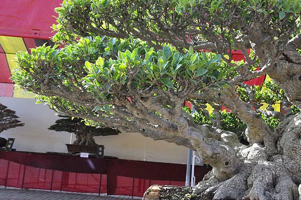 2019中華古榕盆栽展_00027.jpg