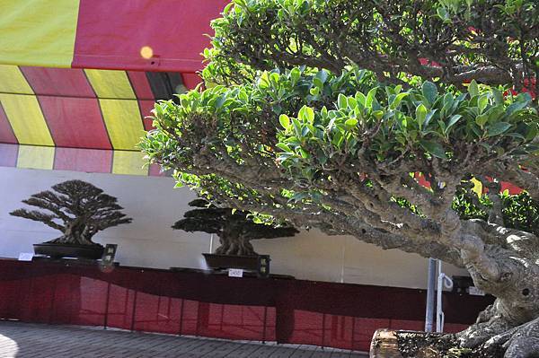 2019中華古榕盆栽展_00028.jpg