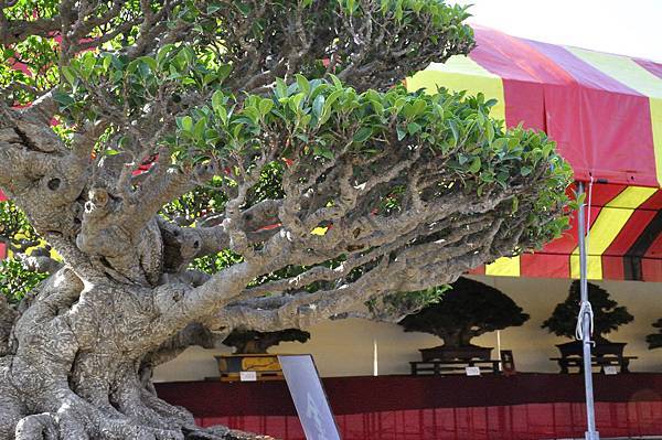 2019中華古榕盆栽展_00031.jpg