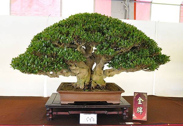 2019中華古榕盆栽展_00036.jpg