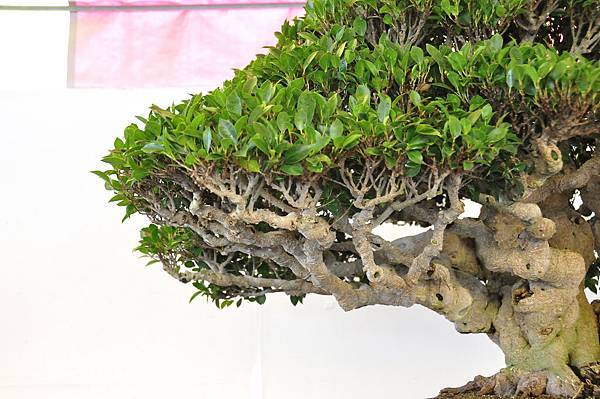 2019中華古榕盆栽展_00042.jpg