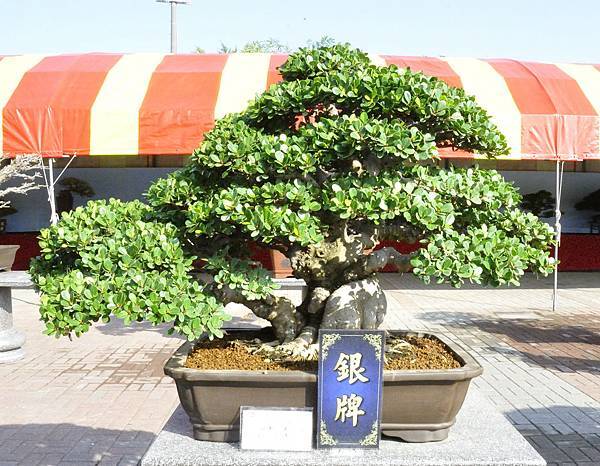 2019中華古榕盆栽展_00045.jpg