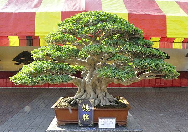 2019中華古榕盆栽展_00048.jpg