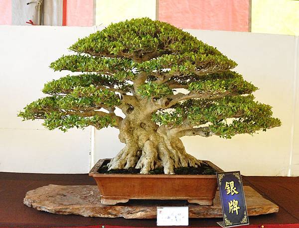 2019中華古榕盆栽展_00049.jpg
