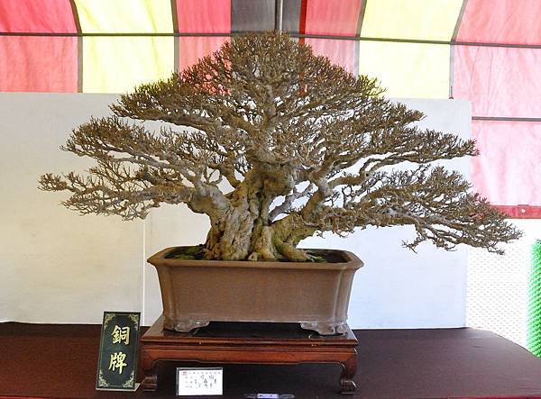 2019中華古榕盆栽展_00052.jpg