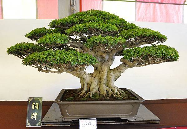 2019中華古榕盆栽展_00051.jpg