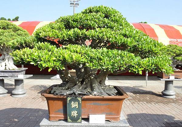 2019中華古榕盆栽展_00053.jpg