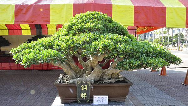 2019中華古榕盆栽展_00054.jpg