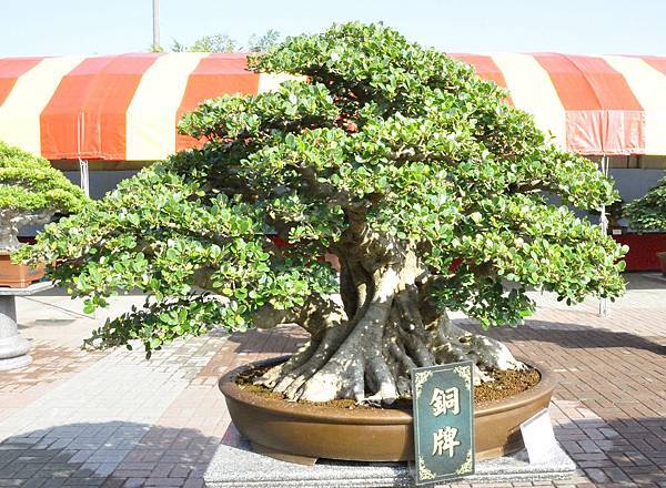 2019中華古榕盆栽展_00055.jpg