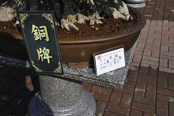 2019中華古榕盆栽展_00056.jpg