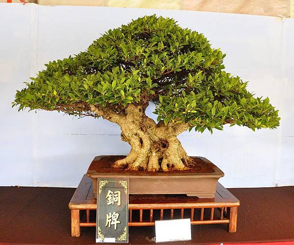 2019中華古榕盆栽展_00057.jpg