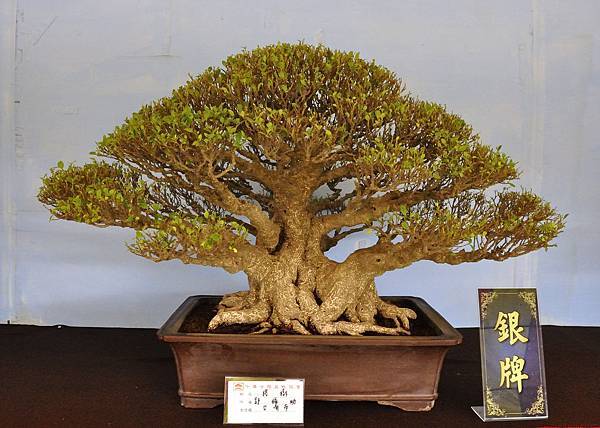 2019中華古榕盆栽展_00059.jpg