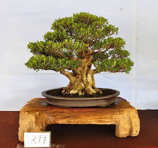2019中華古榕盆栽展_00060.jpg