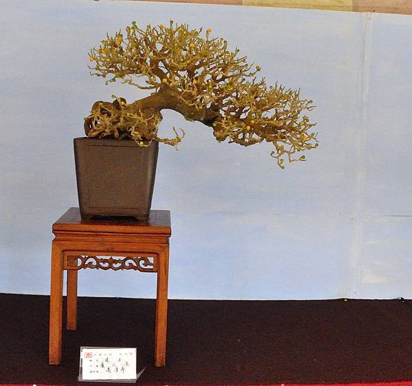 2019中華古榕盆栽展_00061.jpg