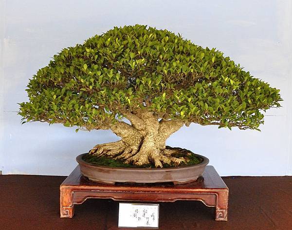 2019中華古榕盆栽展_00063.jpg