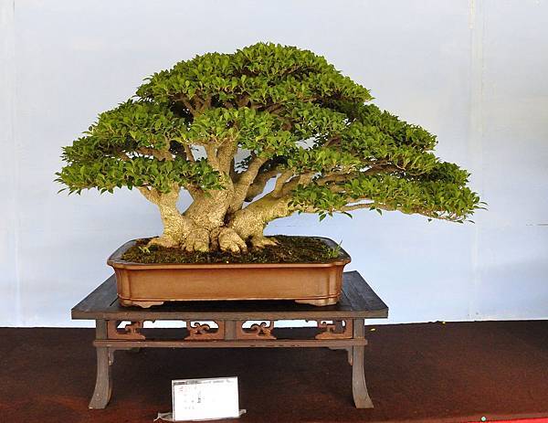 2019中華古榕盆栽展_00062.jpg