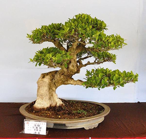 2019中華古榕盆栽展_00064.jpg