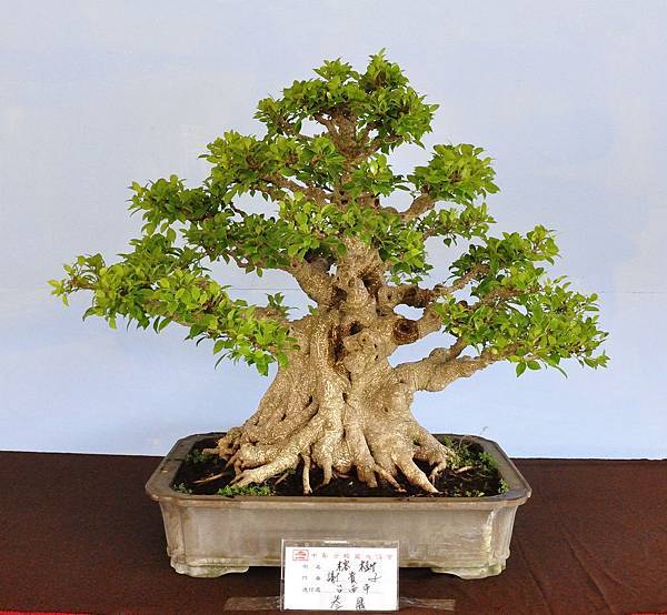 2019中華古榕盆栽展_00066.jpg