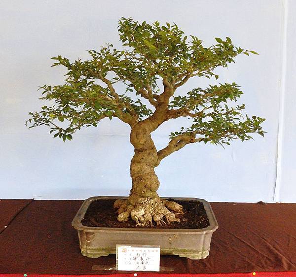 2019中華古榕盆栽展_00067.jpg