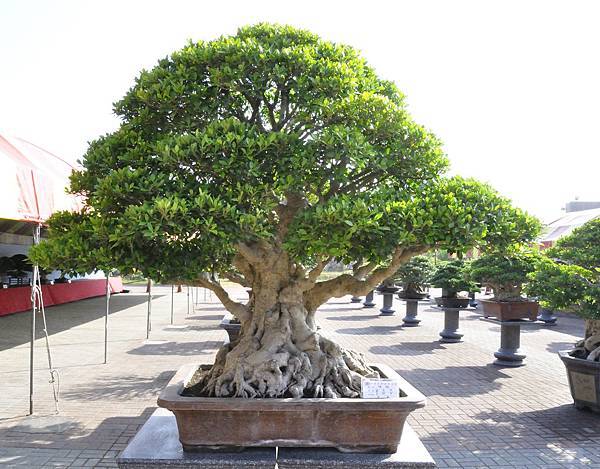 2019中華古榕盆栽展_00068.jpg