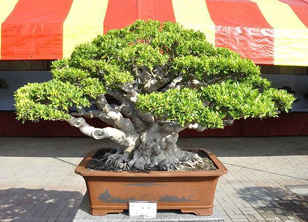 2019中華古榕盆栽展_00072.jpg