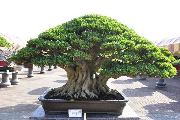 2019中華古榕盆栽展_00069.jpg
