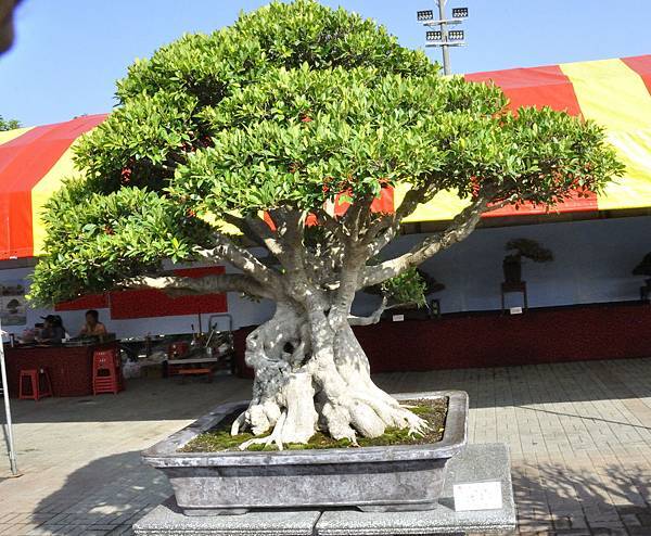 2019中華古榕盆栽展_00070.jpg
