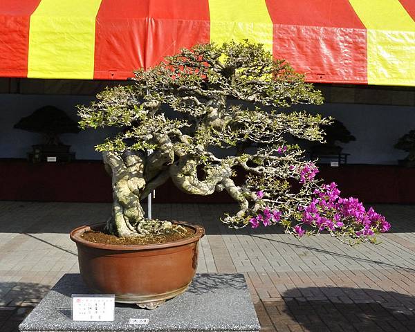 2019中華古榕盆栽展_00073.jpg