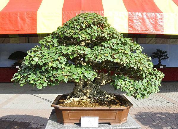 2019中華古榕盆栽展_00074.jpg