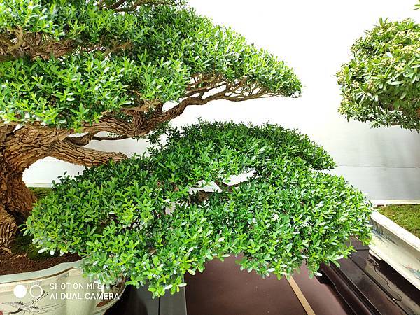 2020台中盆栽展_045.jpg