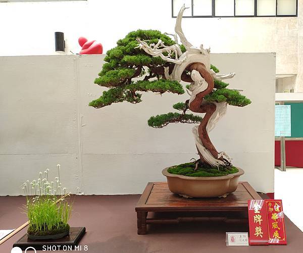 2020台中盆栽展_057.jpg