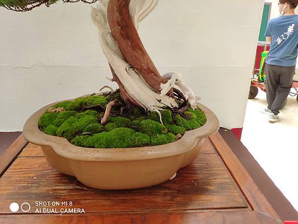 2020台中盆栽展_058.jpg