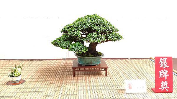 2020台中盆栽展_077.jpg
