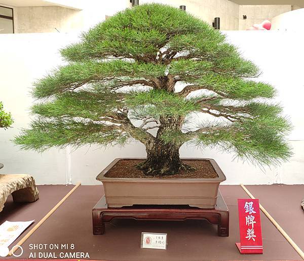 2020台中盆栽展_083.jpg