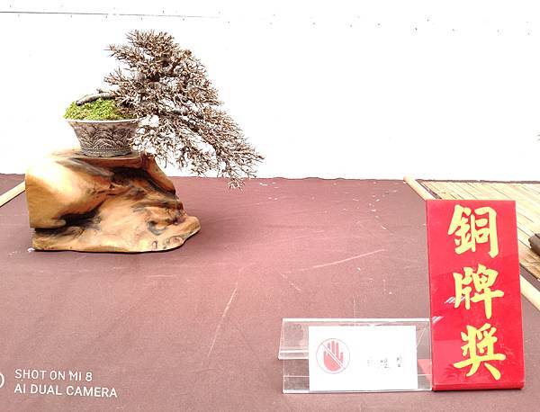 2020台中盆栽展_096.jpg