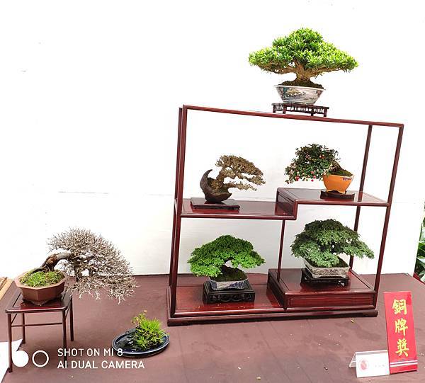 2020台中盆栽展_105.jpg
