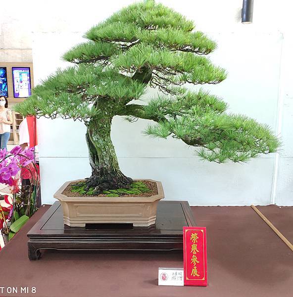 2020台中盆栽展_112.jpg