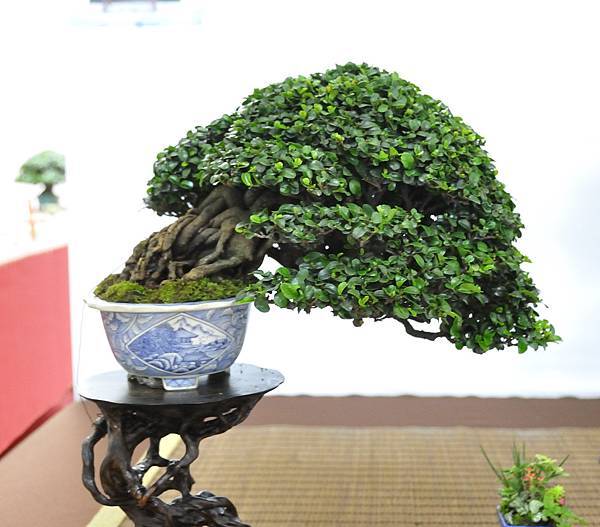 2020台中盆栽展_007.jpg