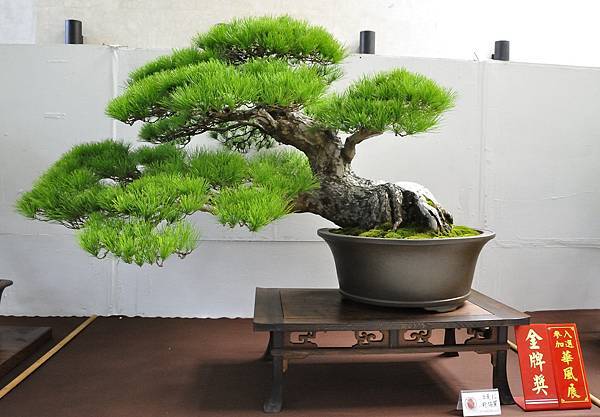 2020台中盆栽展_027.jpg