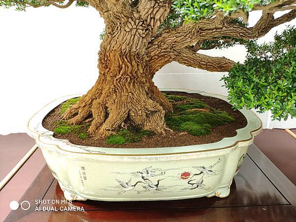2020台中盆栽展_043.jpg