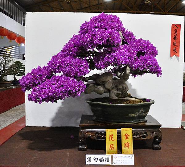 2020台灣花菓展_013.jpg
