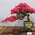 2020台灣花菓展_099.jpg