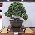 2020台灣花菓展_103.jpg