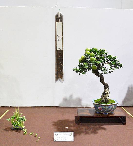 2020台灣花菓展_122.jpg