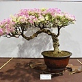 2020台灣花菓展_124.jpg