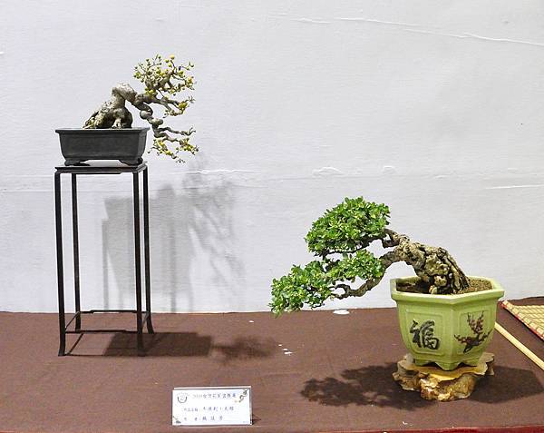 2020台灣花菓展_137.jpg