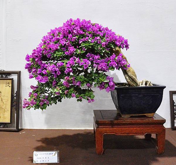 2020台灣花菓展_142.jpg