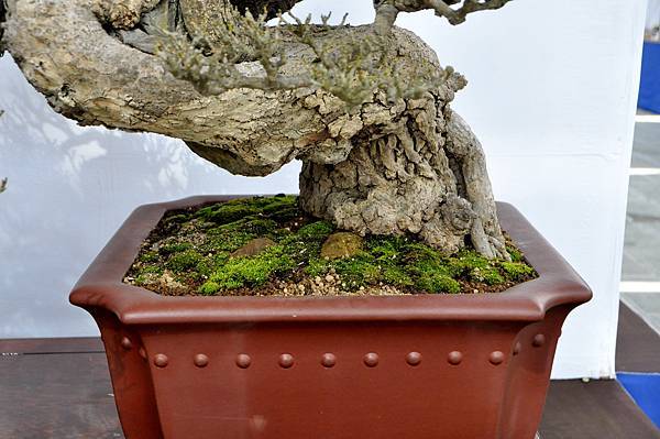 2022台南盆栽展_007.JPG