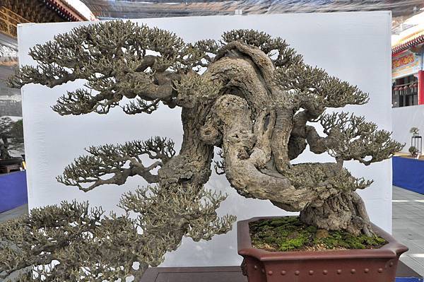 2022台南盆栽展_009.JPG