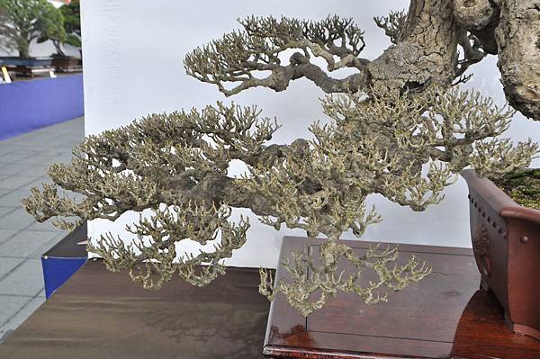 2022台南盆栽展_014.JPG